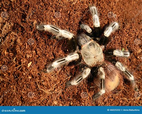 Goliath Bird-eating Spider, Theraphosa Blondi Royalty-Free Stock Photo ...