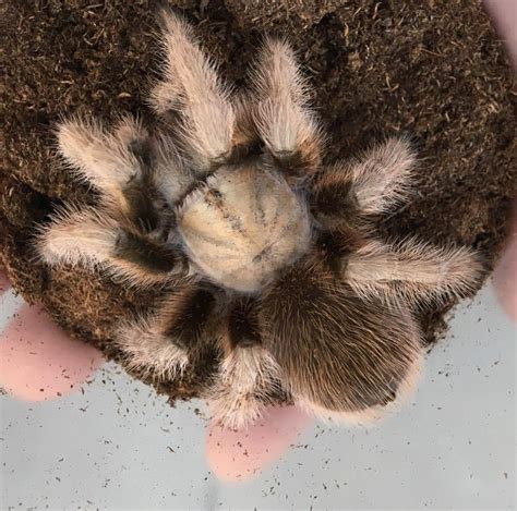 Arizona Blonde Tarantula - Tarantulas - Bug Pets USA | Garden Grove Pet ...
