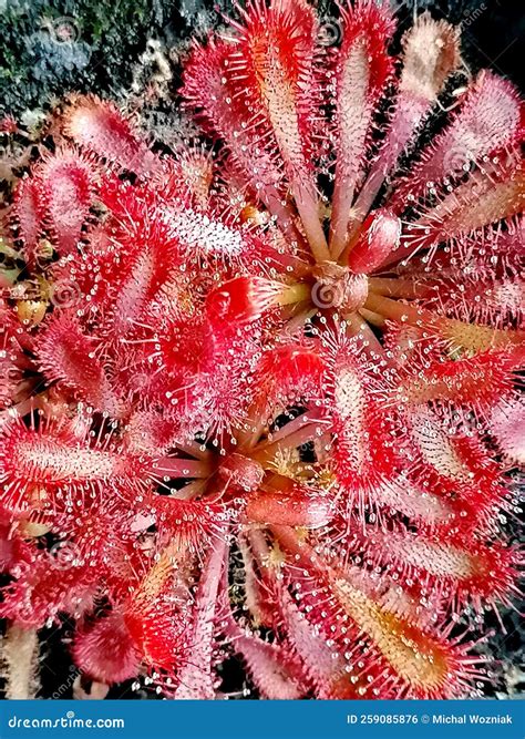 Drosera Sundew - Carnivorous Plant Stock Photo - Image of soil, stalked ...