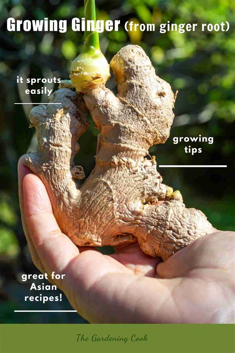 Growing Ginger How To Grow Ginger No Matter Where You Live