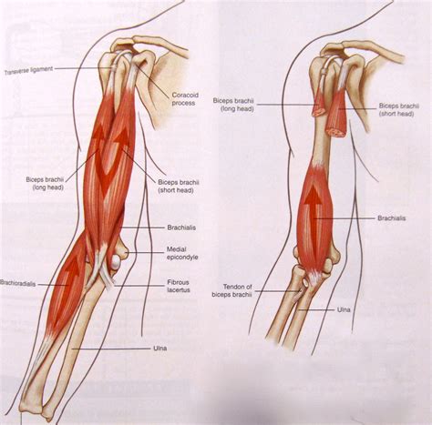 Bicep Exercises & Bicep Workouts: Bicep muscle anatomy