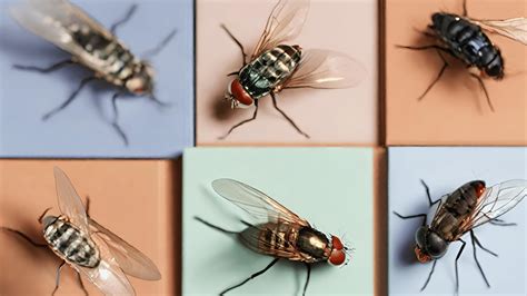 15 Different Types of Flies in the House (With Pictures)