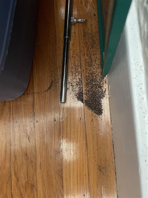 Little piles of dirt appear about our house for no apparent reason. : r ...