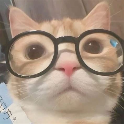 Funny Cat with Glasses