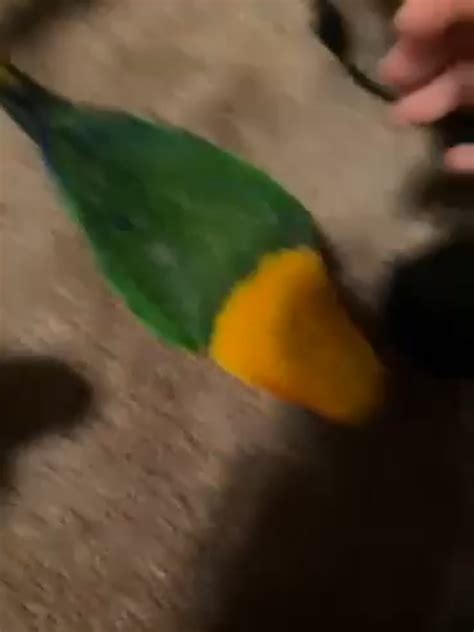 C H O M P : r/perfectlycutscreams