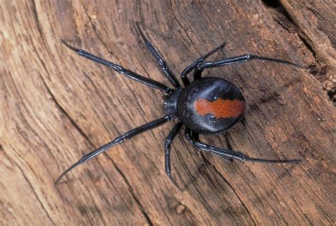 Redback Spider - The Australian Museum