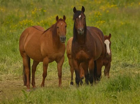 Red Dun Horses - The Equinest