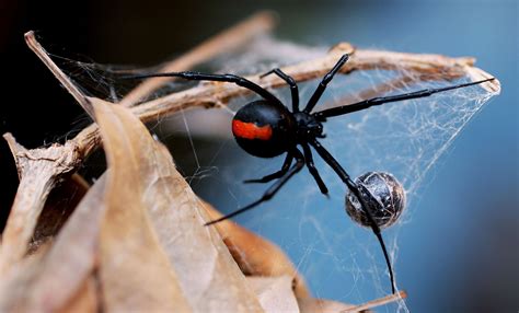 What makes black widows so deadly | khou.com