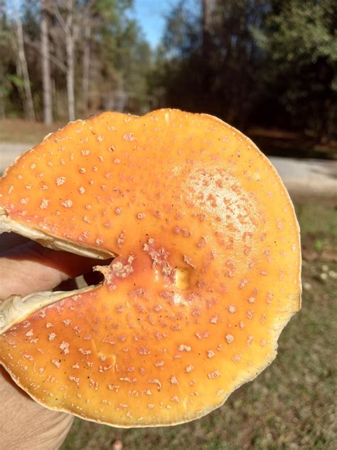 Amarita Muscaria (var. guessowii). Yellow Fly Agaric.12/16/22 Mobile co ...