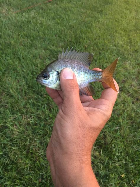 World Record Bluegill