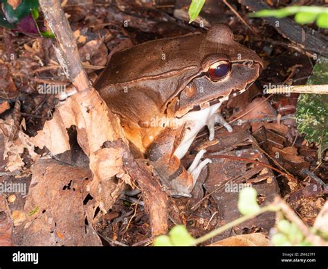 smoky jungle frog (Leptodactylus pentadactylus). On the rainforest ...