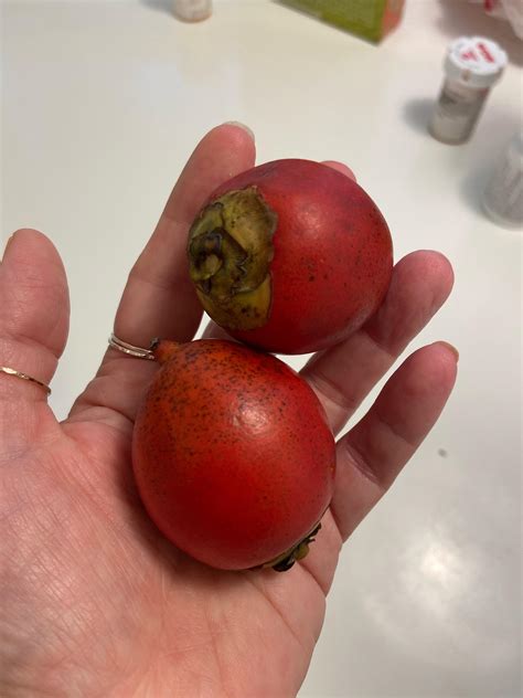 Red fruit from palm tree South Florida : r/whatsthisplant