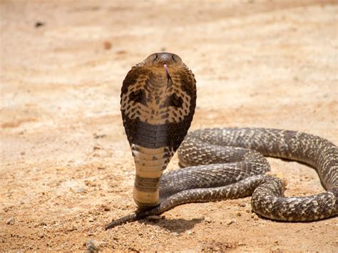 Giant King Cobra Snake