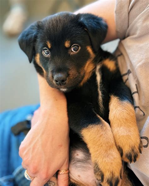 Brother Wolf Animal Rescue (@brotherwolfanimalrescue) • Instagram ...