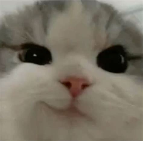 Smug cat in 2025 | Cat expressions, Cute cats, Cat memes