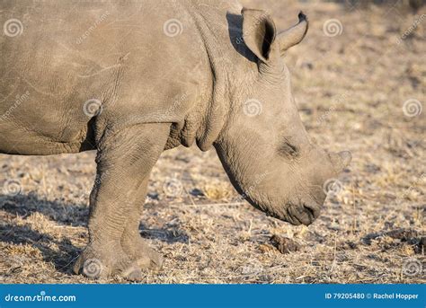 A Wild Endangered Giant Galapagos Tortoise Stock Photo | CartoonDealer.com #202609362