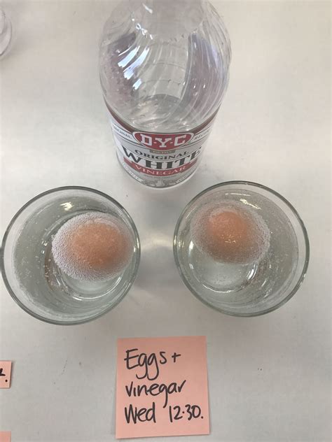 Eggs in Vinegar: Osmosis Science Experiment