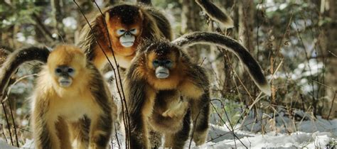 The Hidden Kingdoms of China - Panda TV