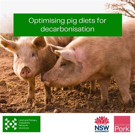 Optimising pig diets for decarbonisation - NSW Decarbonisation Innovation Hub