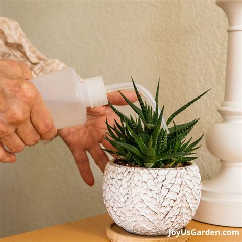 How Often To Water Succulents 2026 Guide