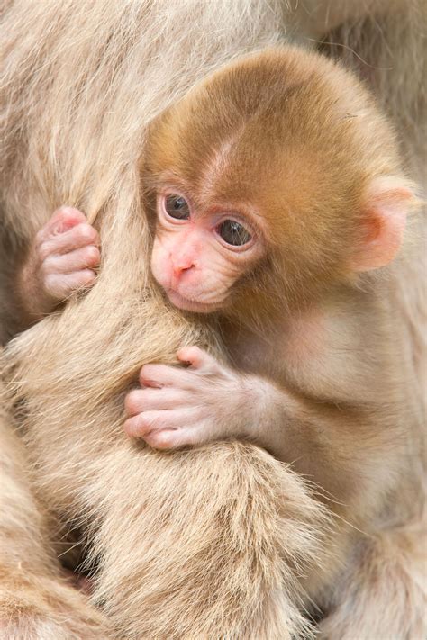 Japanese Macaque Baby