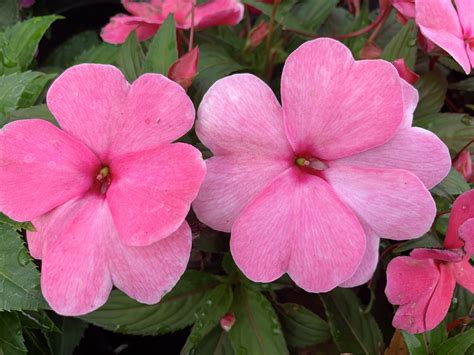 Flowers New Guinea Impatiens at Sandra Slavin blog