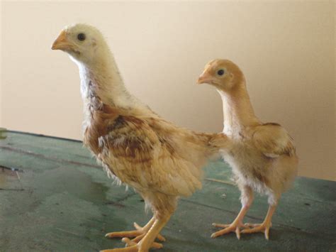 3 week old pullets
