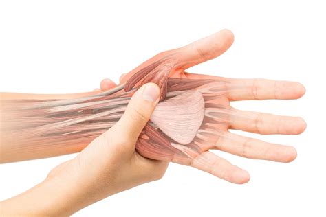 Flexor Tendons Hand