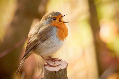 20 Fascinating Facts About Robins
