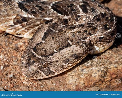 Venom Of Puff Adder