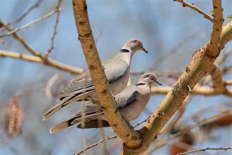 26 Birds That Look Like Pigeons: A Detailed List
