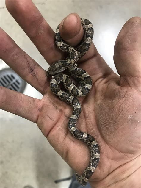 Baby Snakes In Texas | Texas Snake Species – AJRUZ