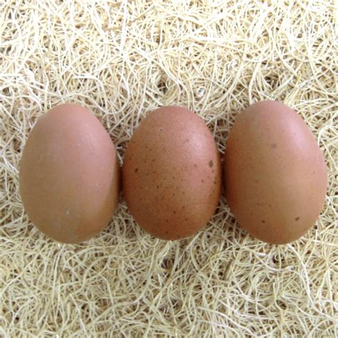 Cuckoo Maran Egg Color