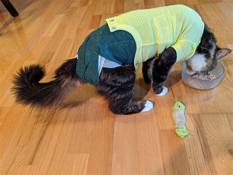 [OC] Additional pictures of Mister Fluffy's Misadventures : r ...