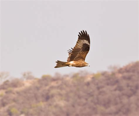 Huge+Brown+Nipples Photos, Download The BEST Free Huge+Brown+Nipples ...