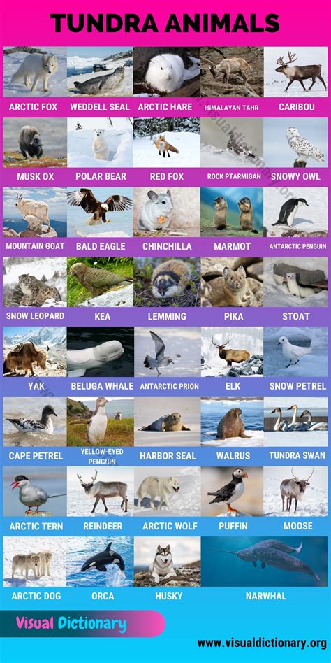 Tundra Animals: Helpful List of 40 Animals that Live in the Tundra ...