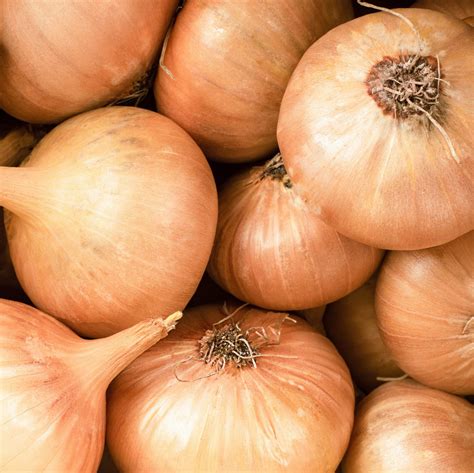 Walla Walla Onion - Albert Lea Seed