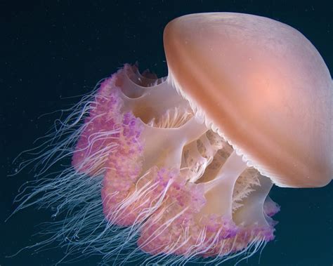 Types Of Deep Sea Jellyfish at Liam Berrick blog