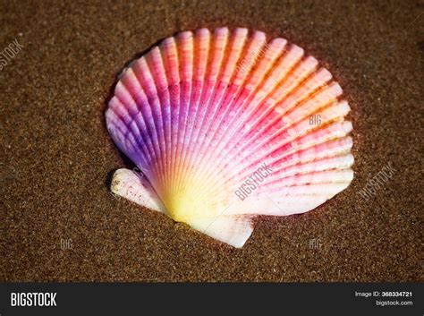 What Is A Scallop Sea Shell at Sean Penaflor blog