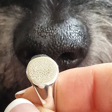 Silver Dog Nose Print Signet Ring By Button and Bean