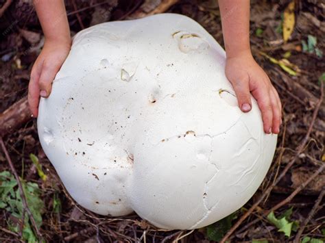 Premium Photo | Calvatia gigantea Giant puffball in hands is edible and ...