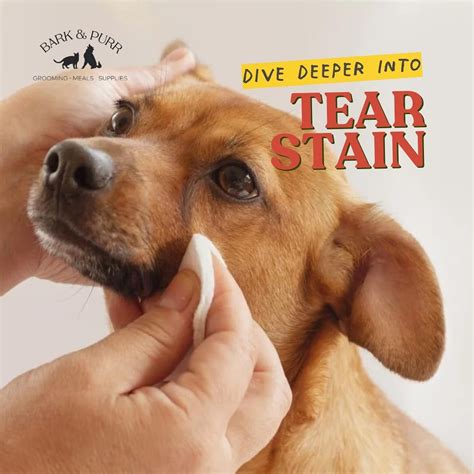 BARK & PURR | Grooming, Meals & Supplies (@barkandpurr_co) • Instagram ...