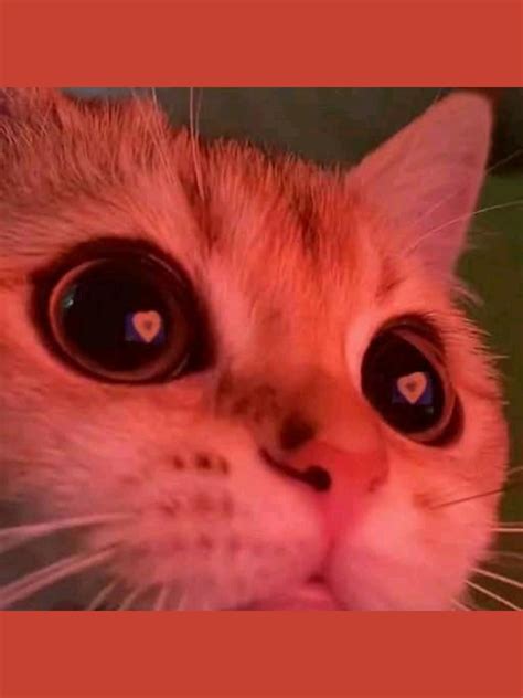 Cat tail movement meaning 8 secret communication signs – Artofit