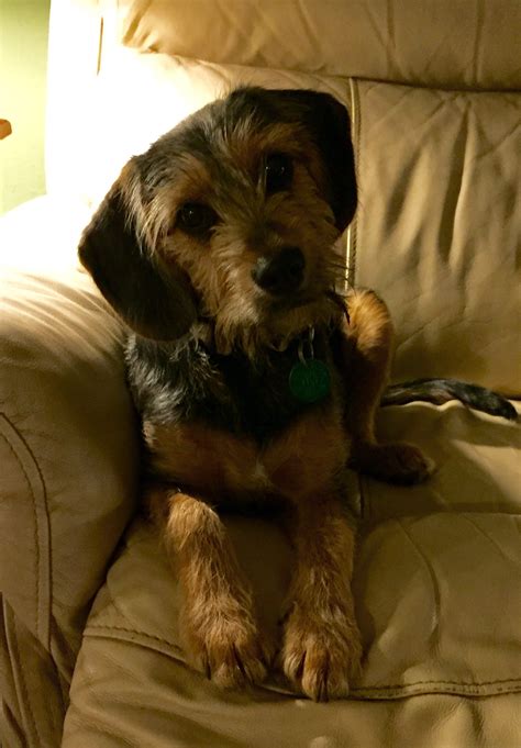 Yorkshire Terrier Beagle Mix | Victoria Diarys
