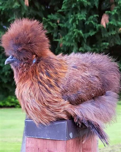 Partridge Silkie Chicken: Breed Info, Traits & Pictures