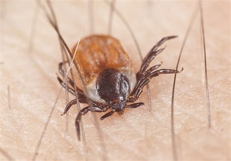 Do Ticks Fly? PestWorld Information on Ticks