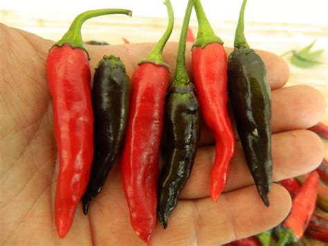 Purple Naga Jolokia Chilli Seeds - Purple Naga Pepper Seeds - Red ...