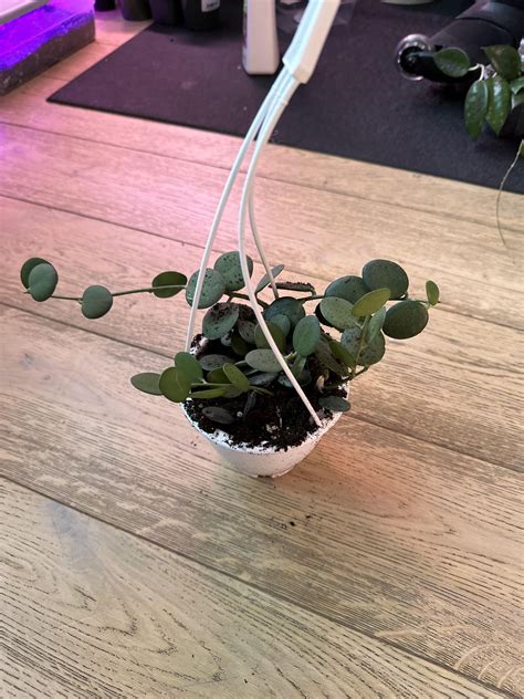 String of coins : r/IndoorPlants