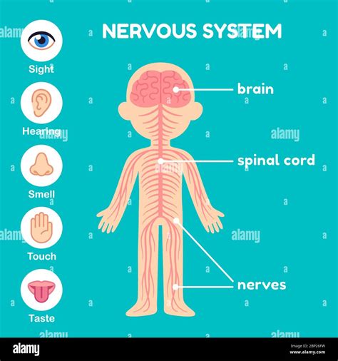 Nervous system diagram hi-res stock photography and images - Alamy