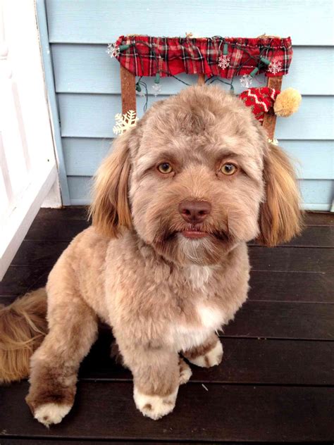 Dog Yogi has Very Human Face, Photo Goes Viral